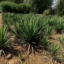 剑麻基地供应剑麻，丝兰，凤尾兰规格齐全物美价廉