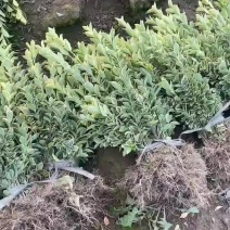 批发金边黄杨色块苗，金边黄杨毛球道路庭院公园绿化