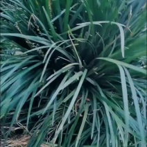 兰花三七耐寒耐荫耐涝四季常青开花好看观赏效果佳