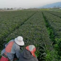 大理。红香叶莴苣