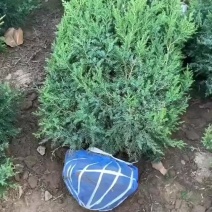 望都县塔柏望都塔桧精选厂家河北望都桧柏批发