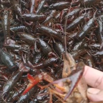 精品龙虾，全都是清水稻田虾，只做大青和炮头，有需要的详聊