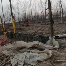 107速生杨树苗大量有货需要的赶紧联系