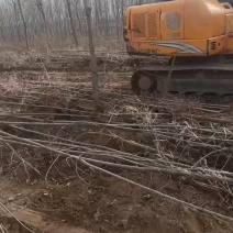 107速生杨树苗大量有货需要的联系