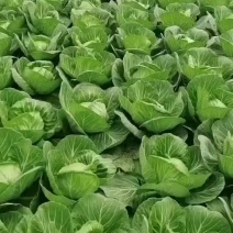 精品甘蓝大量上市。量大。质量有保证。欢迎老板前来选购