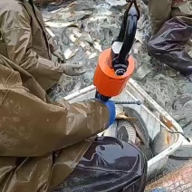 鲤鱼