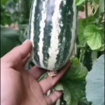 蔬果甜瓜西红柿