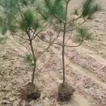 华山松杯苗，40公分起步到1.8米大量有货，规格齐全，