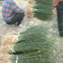 枳壳苗子，自己苗圃的，有货2佰万棵，0.3以上的，