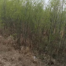 柳树