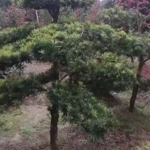 罗汉松，桂花树等苗木