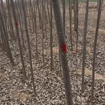 大量出售107速生杨树苗