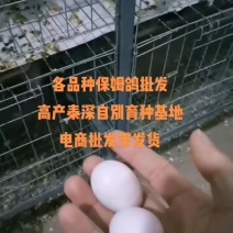 泰深自别鸽，各品种保姆鸽119一对
