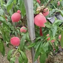 水蜜桃全国一件代发