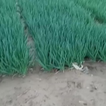 小葱