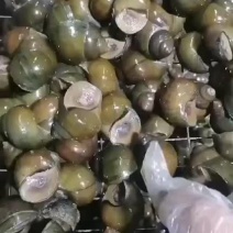 厚壳田螺批发。。。。。。。。