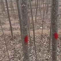 107速生杨树苗大量有货需要的赶紧联系