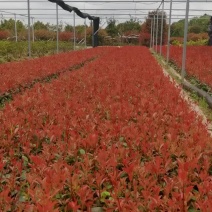 绿化苗木种苗基地供应红叶石楠扦插芽苗套杯用红叶石楠扦插苗