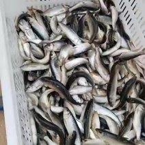 山泉溪水长流地方鲜活马口鱼