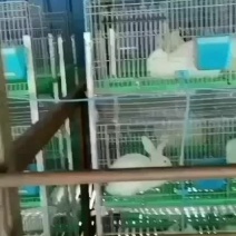 肉兔种兔