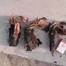 睡莲种苗地栽苗10cm以下安新县信荷水生植物睡莲大量