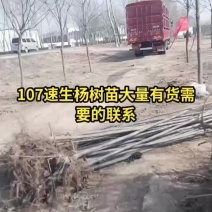 大量出售107速生杨树苗大量有货需要的赶紧联系