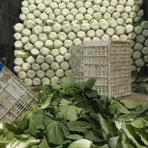 大白菜大量上市和不要钱的一样