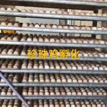 珍珠鸡种蛋