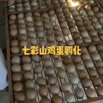 七彩山鸡蛋种蛋