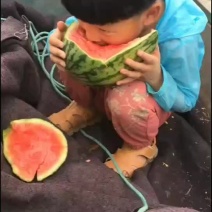 潍坊麒麟西瓜，小糖丸西瓜大量供应保质保量产地直供量大质优
