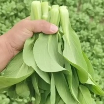 安徽菜苔，上海青苔，白菜苔，大量上市中，质保证，信誉第一
