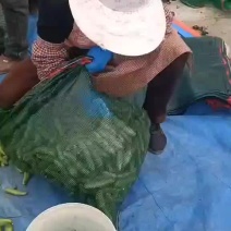 蚕豆