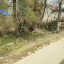 榆钱新鲜采摘支持电商顺丰一件代发