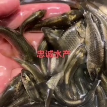广西南宁忠诚水产良种鱼苗场长期批发优质花背鲤，抗病力强！
