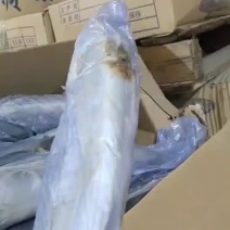 1/1.5斤，次鲅鱼，大量有货各种规格次鲅鱼好鲅鱼都有