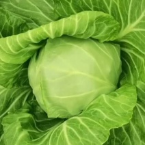 橄榄大量上市有需要的联系质量很好