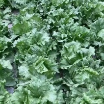 球生菜1.2以上，无干叶无黄叶不烧心。质量很好约有2万斤