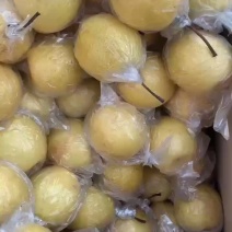 蜜梨膜袋蜜梨啵梨糖梨糖梨水分超甜梨蜜梨雪花梨超甜