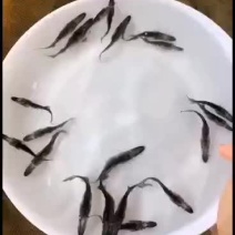 优质各种淡水鱼苗，鸭嘴鱼，长嘴鱼，生长快，抗病力强，欢迎