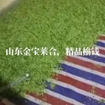 精品榆钱，金宝莱合作社大量供应