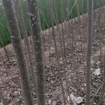 107速生杨树苗大量有货需要的联系