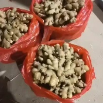 常年大量供应优质大黄姜，小黄姜，货源充足，品质保证