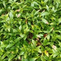 产地供应小叶栀子工程苗小叶栀子杯苗小叶栀子套杯芽苗批发