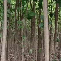 河南省南阳市镇平县苗木基地，各种规格的的桂花树苗