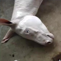 驴肉