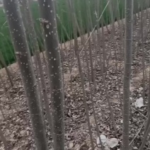 大量出售107速生杨树苗需要的赶紧联系