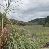 抱团取暖共同发展黄粉虫扩建加盟