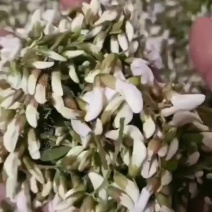 杨槐花上市了，有需要的老板与我联系！