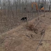 大量出售107速生杨树苗大量有货需要的联系