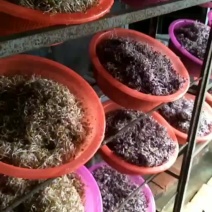 七彩萝卜芽